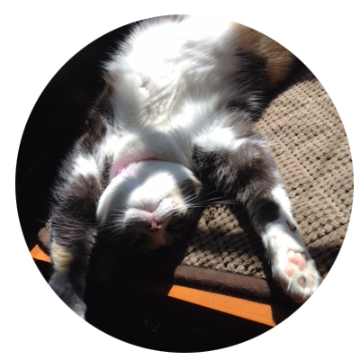 cat.png
